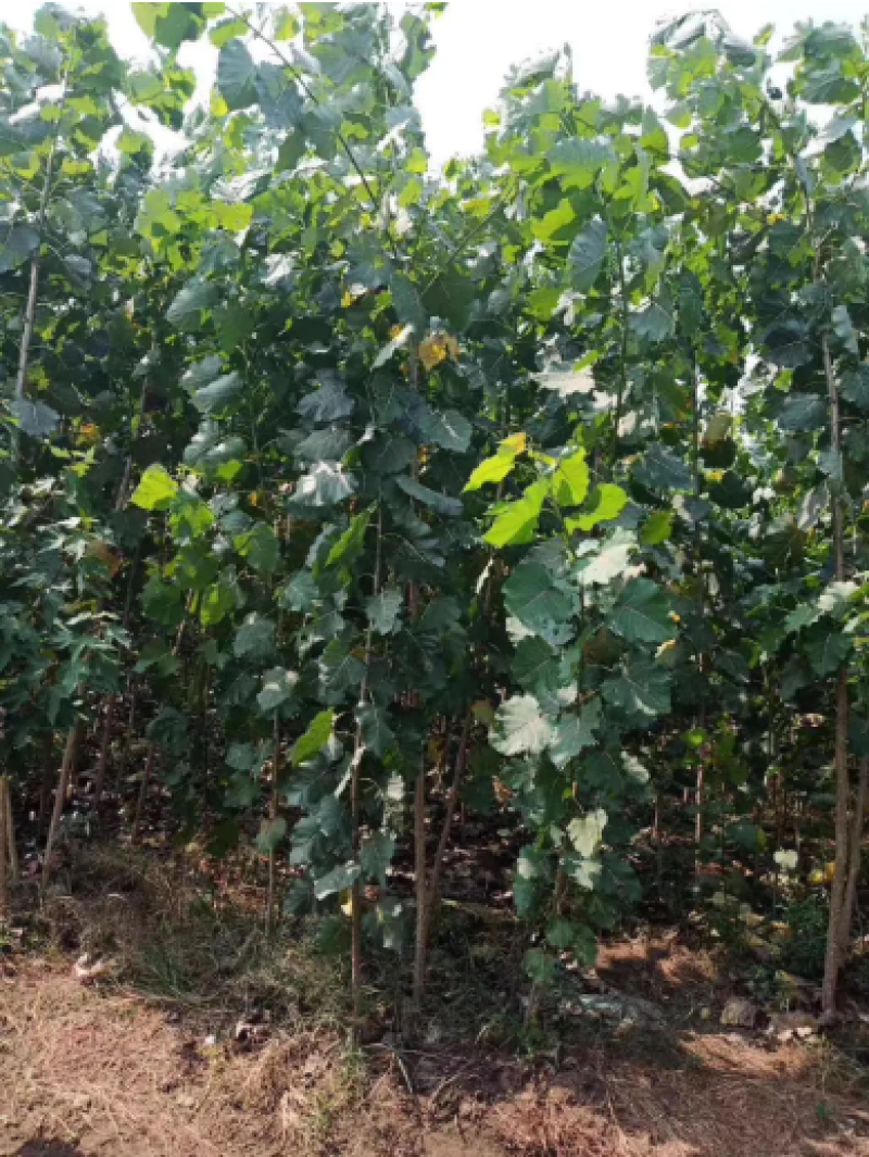 红枫小苗红冠各种规格均有自由苗圃物美价廉