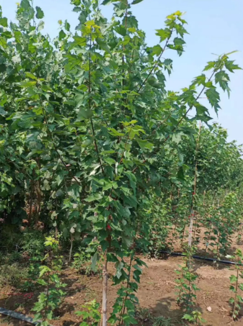 红枫小苗红冠各种规格均有自由苗圃物美价廉