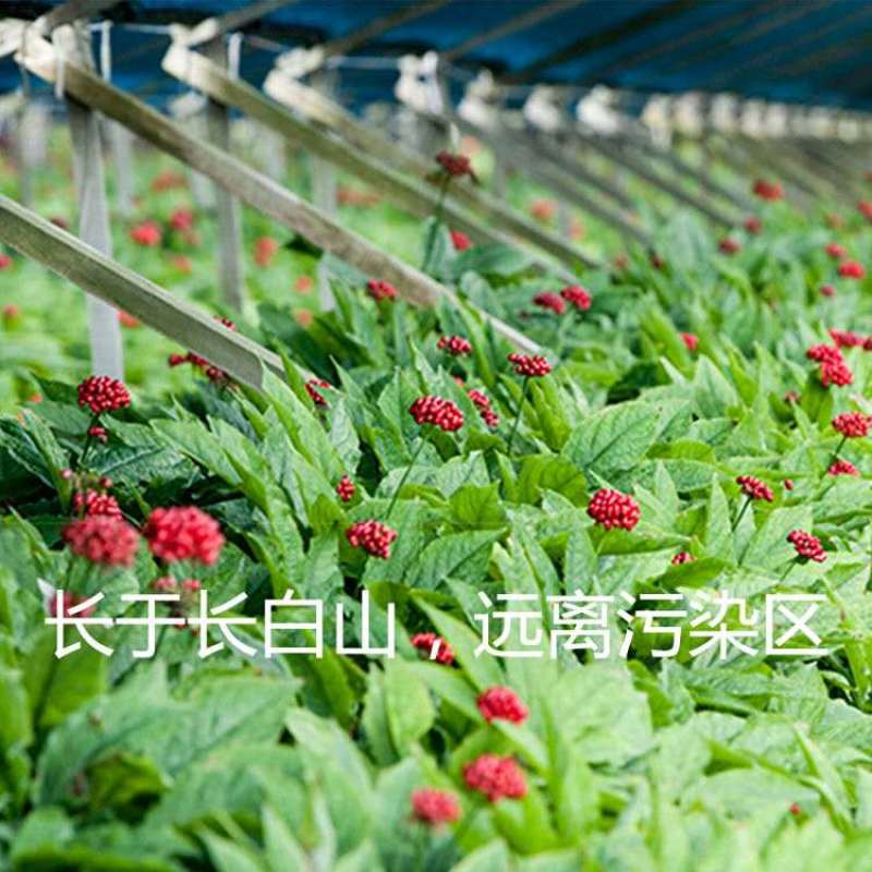 西洋参粉长白山本地特产花旗参超细粉250/500克