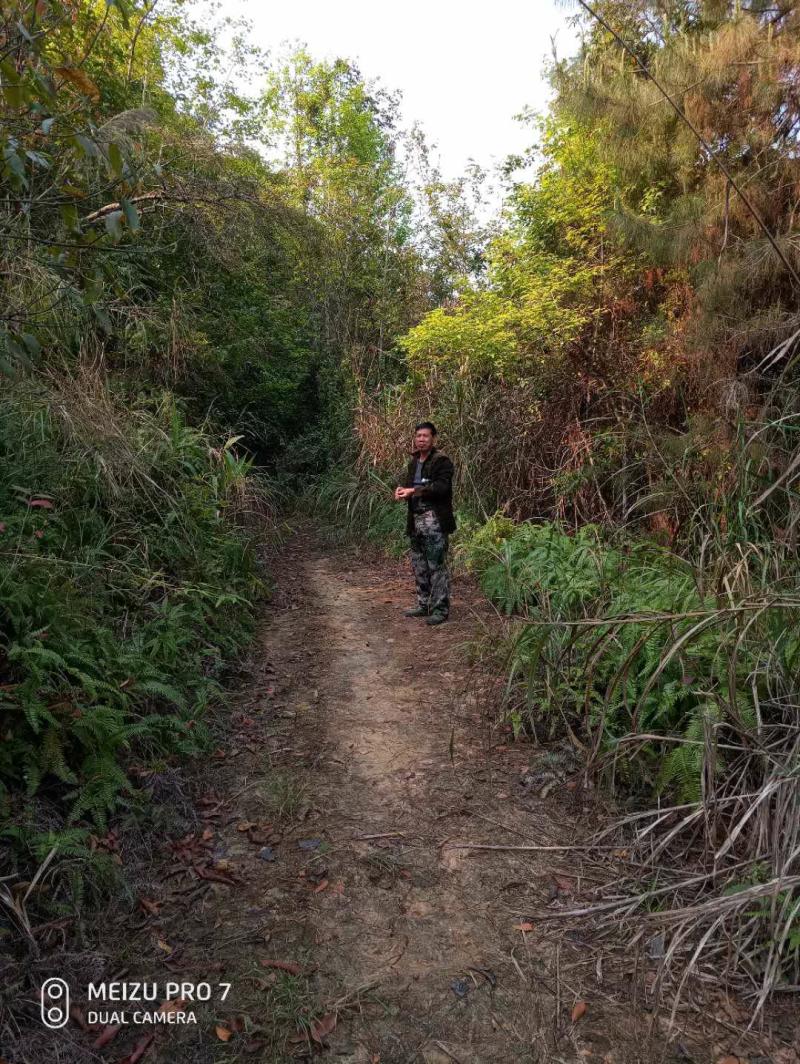 文山富宁县10000亩林地合作或转让