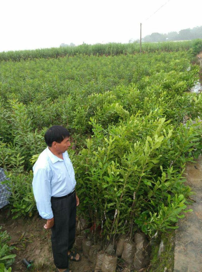 文山富宁县10000亩林地合作或转让