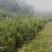 文山富宁县10000亩林地合作或转让