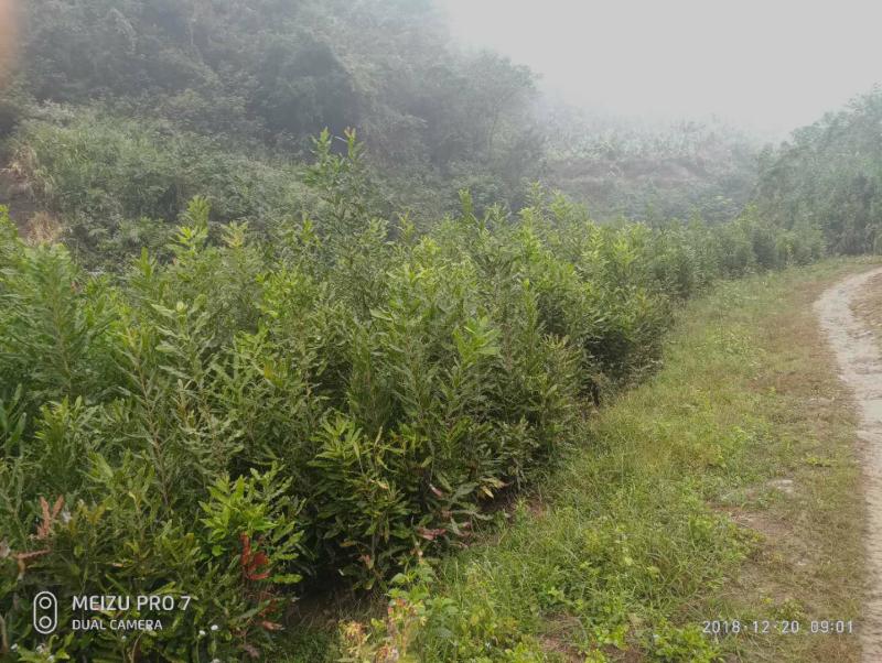 文山富宁县10000亩林地合作或转让