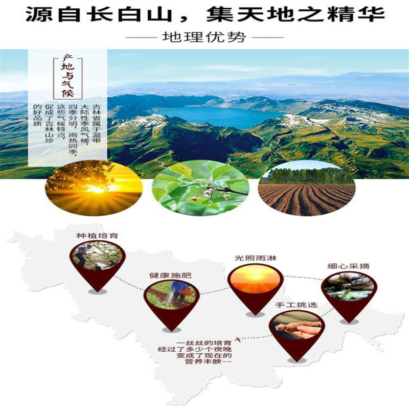西洋参切片含片长白山特产花旗参片包邮