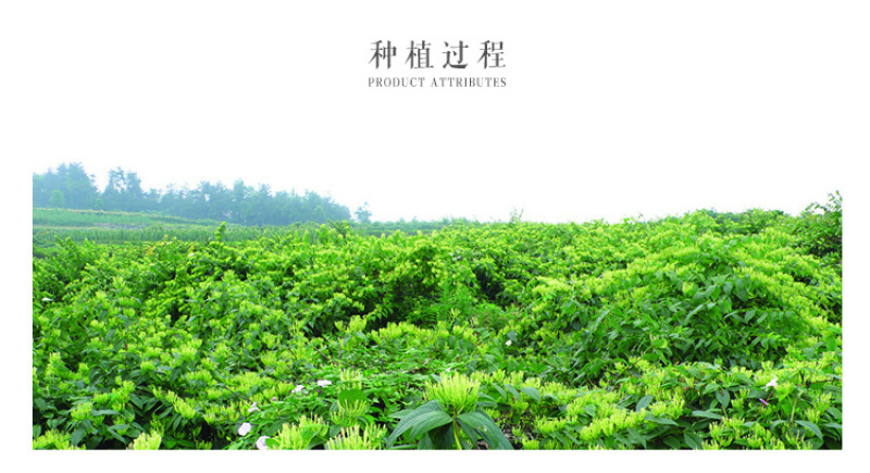 厂家优质头采金银花花茶散装批发山银花草茶河南封丘茶叶