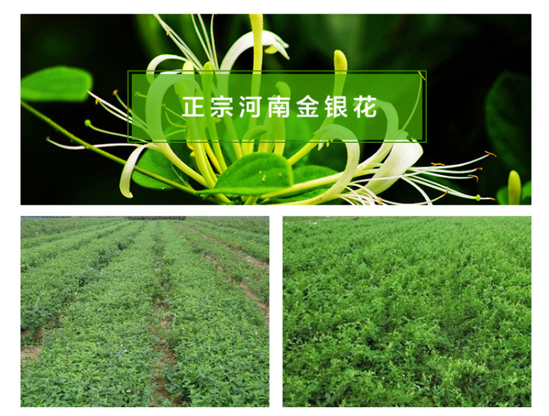 厂家优质头采金银花花茶散装批发山银花草茶河南封丘茶叶