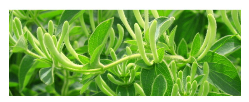 厂家优质头采金银花花茶散装批发山银花草茶河南封丘茶叶