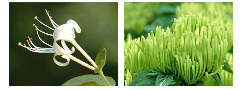 厂家优质头采金银花花茶散装批发山银花草茶河南封丘茶叶