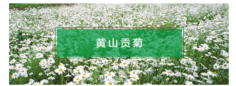 花茶菊花茶七月菊太阳菊黄山贡菊散装批发大量供应厂家直销