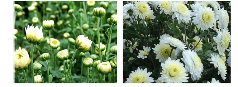 花茶菊花茶七月菊太阳菊黄山贡菊散装批发大量供应厂家直销