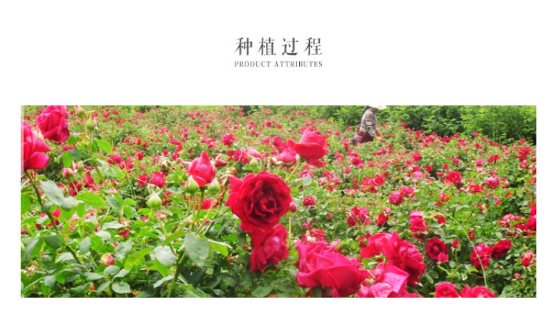 金边玫瑰云南花茶花干重瓣玫瑰花金边玫瑰云南产地批发厂家直
