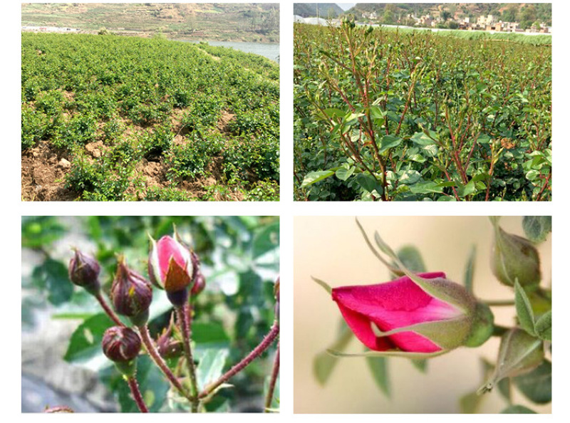 金边玫瑰云南花茶花干重瓣玫瑰花金边玫瑰云南产地批发厂家直