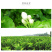 茉莉花干散装花草茶新鲜头花茉莉花茶叶批发广西横县茶厂家