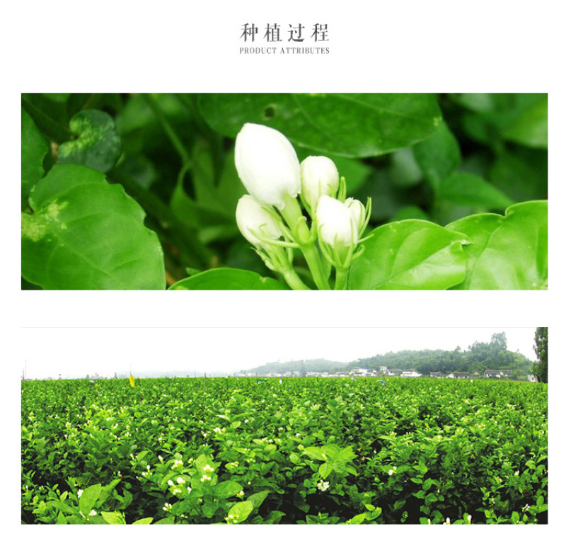茉莉花干散装花草茶新鲜头花茉莉花茶叶批发广西横县茶厂家