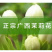 茉莉花干散装花草茶新鲜头花茉莉花茶叶批发广西横县茶厂家