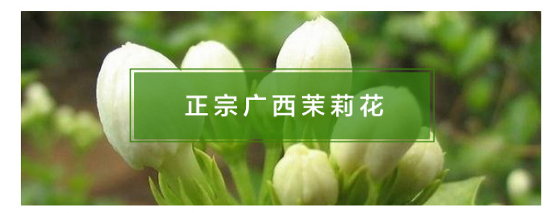 茉莉花干散装花草茶新鲜头花茉莉花茶叶批发广西横县茶厂家