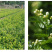 茉莉花干散装花草茶新鲜头花茉莉花茶叶批发广西横县茶厂家