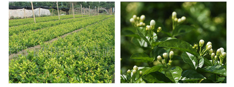 茉莉花干散装花草茶新鲜头花茉莉花茶叶批发广西横县茶厂家
