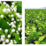 茉莉花干散装花草茶新鲜头花茉莉花茶叶批发广西横县茶厂家