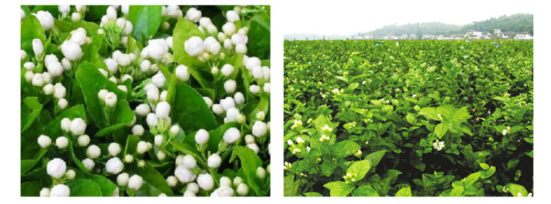 茉莉花干散装花草茶新鲜头花茉莉花茶叶批发广西横县茶厂家