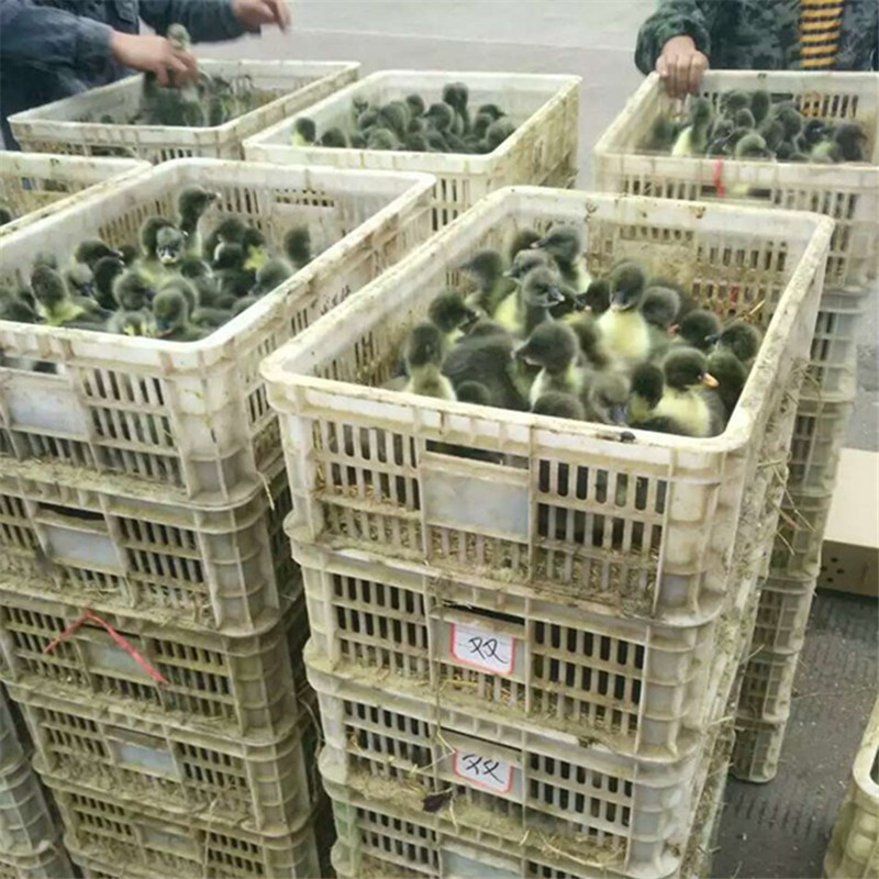 优质杂交鹅苗大三花鹅苗指导技术代办托运