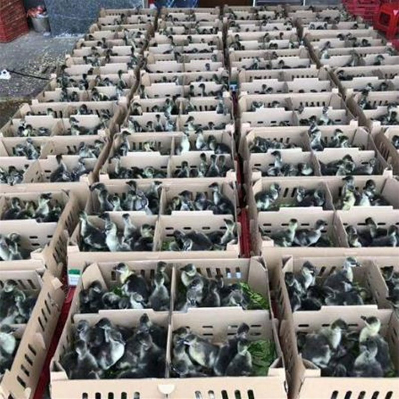 优质杂交鹅苗大三花鹅苗指导技术代办托运