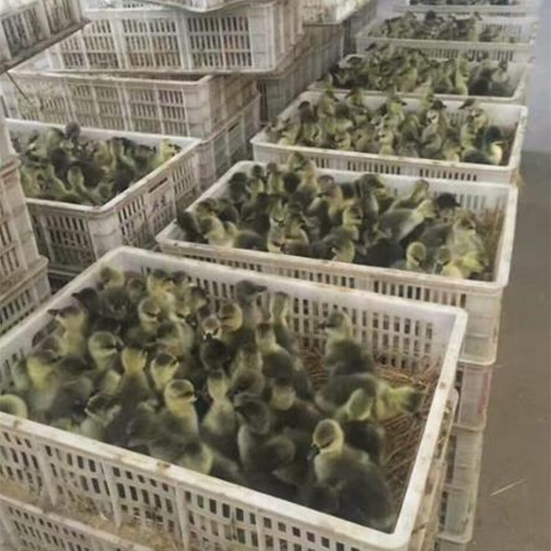 优质杂交鹅苗大三花鹅苗指导技术代办托运