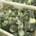 马岗鹅苗(郎德鹅苗)苗场直销防疫齐全指导技术