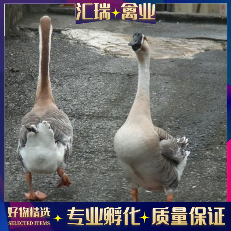 马岗鹅苗（郎德鹅苗）苗场直销防疫齐全指导技术