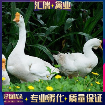皖西白鹅苗杨州大白鹅苗批发60g-70g一只