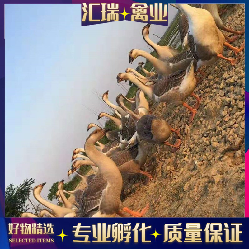【精品摧荐】狮头鹅苗品种齐全价格实惠