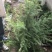销售苗圃雪松工程苗子雪松苗雪松价格还会