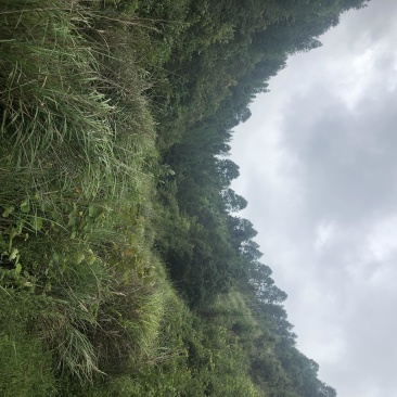 文山砚山县458亩有林地转让