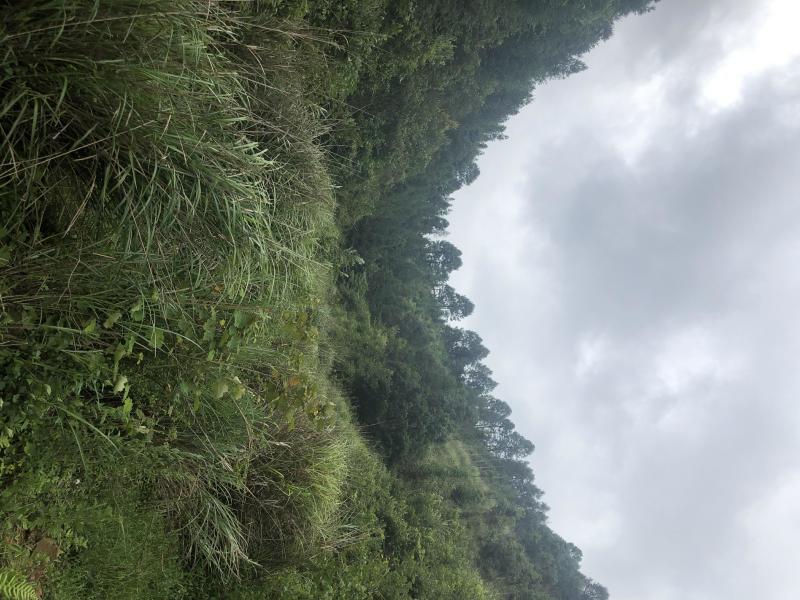 文山砚山县458亩有林地转让