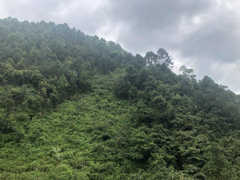文山砚山县458亩有林地转让
