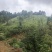 文山砚山县458亩有林地转让