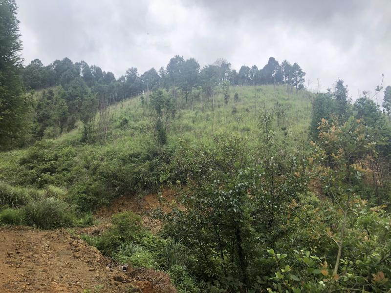 文山砚山县458亩有林地转让