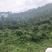 文山砚山县458亩有林地转让
