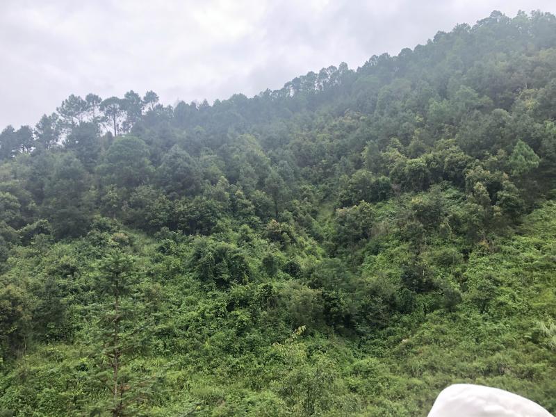 文山砚山县458亩有林地转让