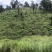文山砚山县458亩有林地转让