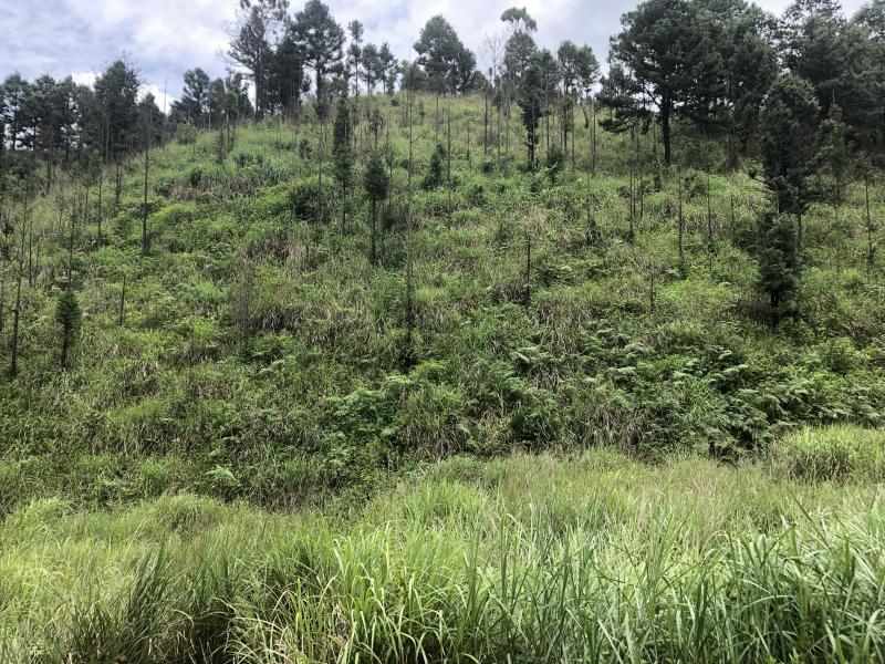 文山砚山县458亩有林地转让