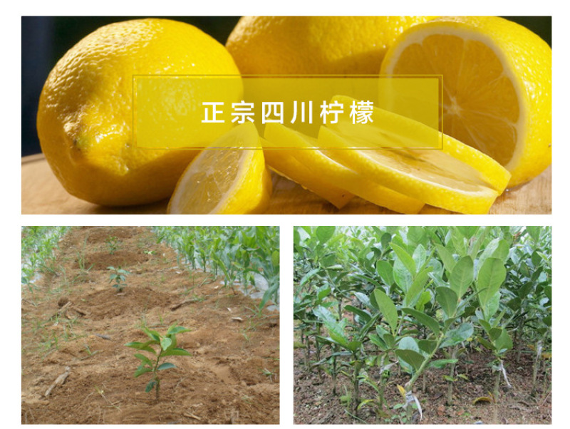 柠檬片四川安岳柠檬干一件代发
