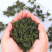 散装批发东北吉林长白山人参花东北参花茶量大从优