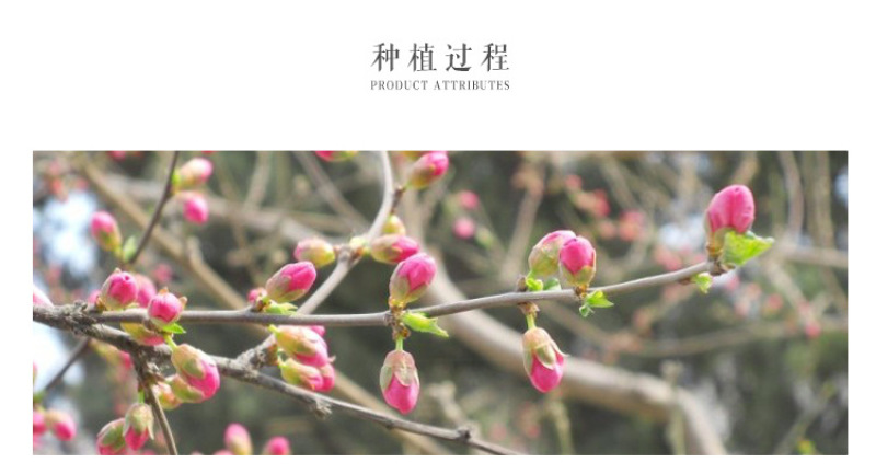 桃花干花草干桃花厂家直销散装批发价格从优