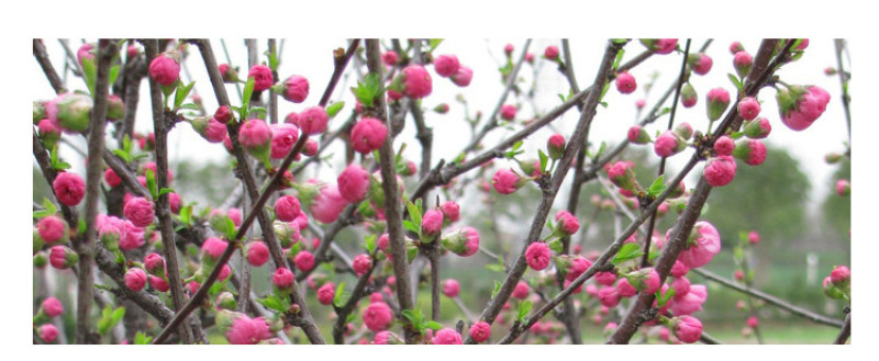 桃花干花草干桃花厂家直销散装批发价格从优