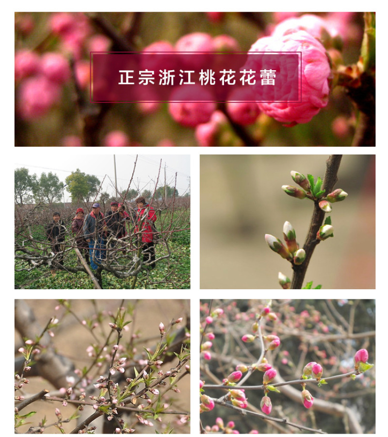 桃花干花草干桃花厂家直销散装批发价格从优