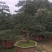 精品造型五针松盆景，基地直供，量大选择多