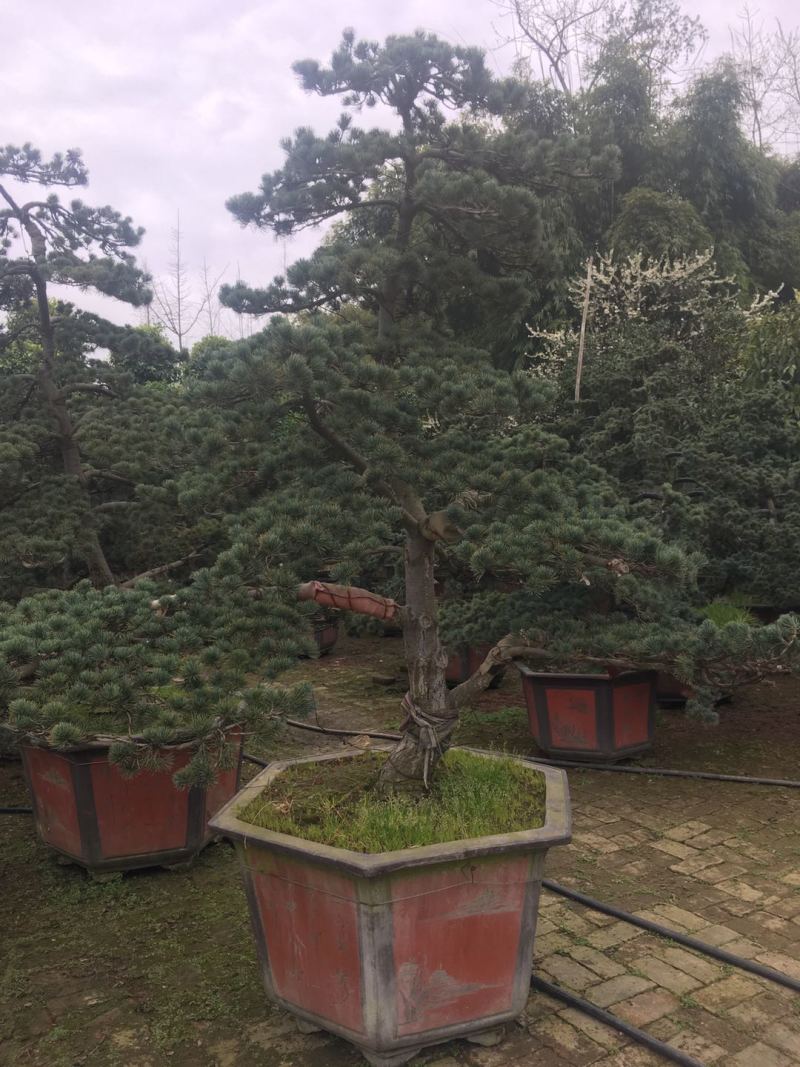 精品造型五针松盆景，基地直供，量大选择多