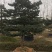 精品造型五针松盆景，基地直供，量大选择多
