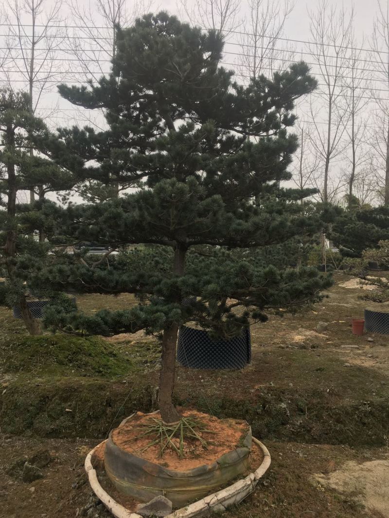 精品造型五针松盆景，基地直供，量大选择多